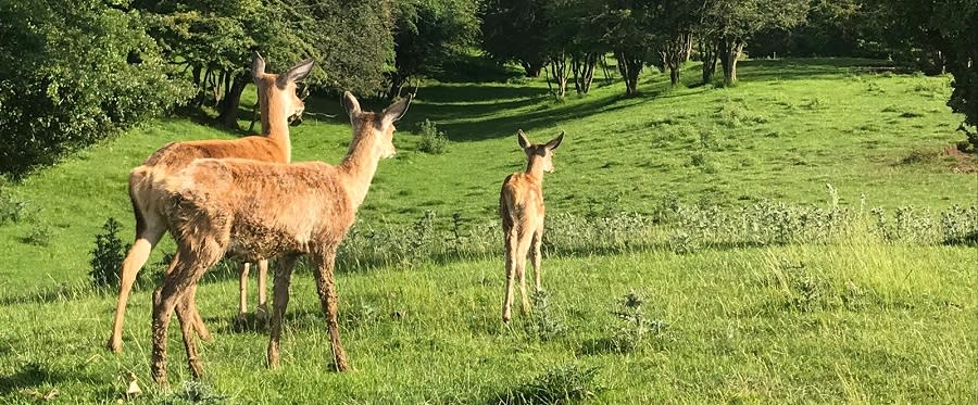 Enjoy a Deer Encounter at Broadway Tower