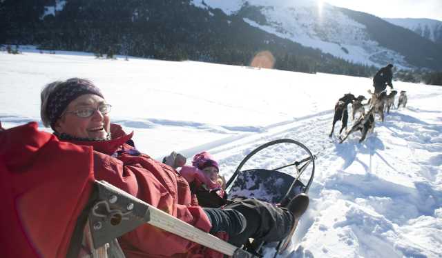 bobsled dogs