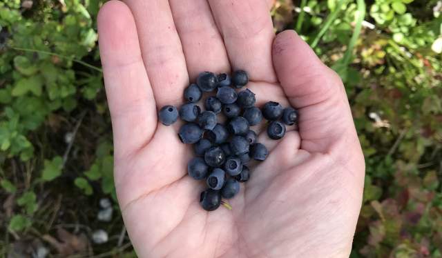 Håndfull blåbær fra Gjerstad