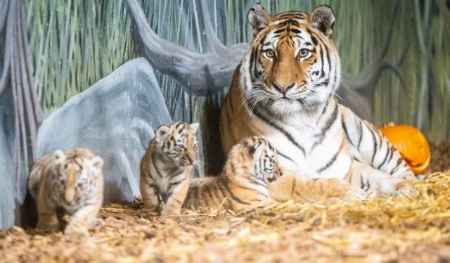 Tigerunger i Dyreparken 2021