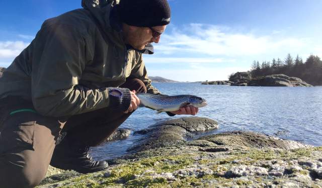Winter sea trout from Skjernøya, Lindesnes