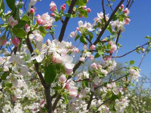 Apple Blossom 1