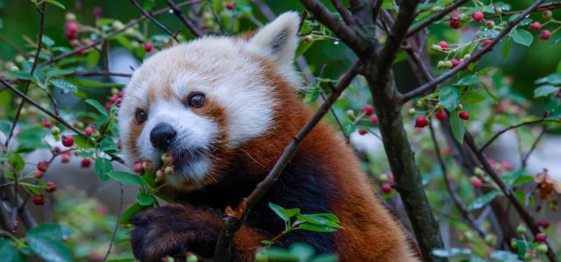 Elmwood Park Zoo Favorite Animals Header