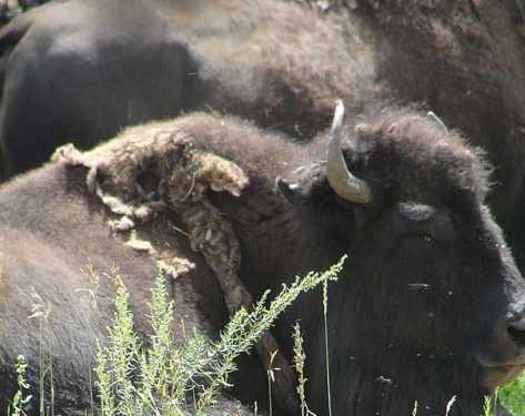 Bison in grass near Genesee Park, Colorado