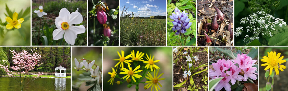 Spring Flowers - South Shore