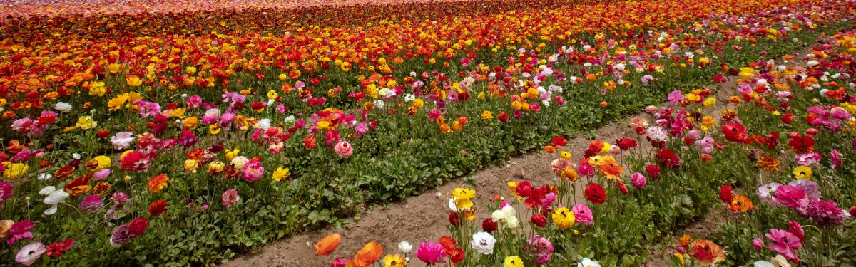 Carlsbad Flower Fields