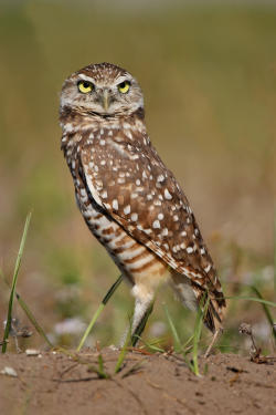 Burrowing owl on a sunny summer day in southwest Florida.