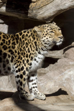 Amur leopards at Denver Zoo