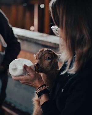 Woman bottle feeding baby goat