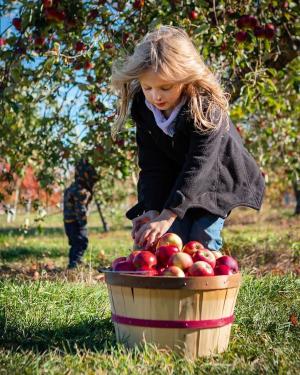 @roamschoolingadventures_applepicking kid