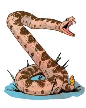 Illustration of a coiled rattlesnake with raised rattle.