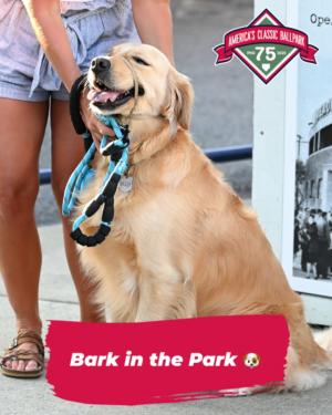 Golden retriever smiling for their photo at the baseball field