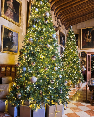 Charlecote Park tree 2024