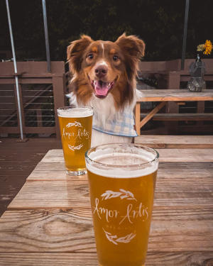 dog & beer