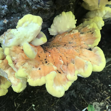 Chicken of the Woods