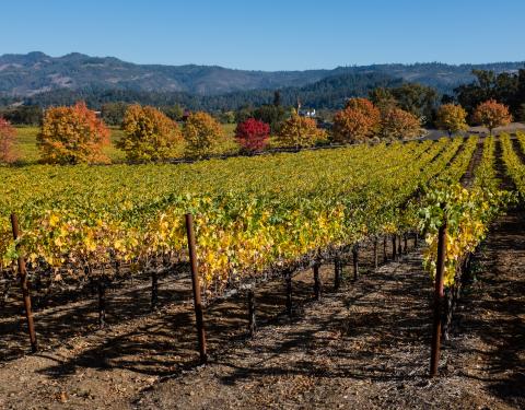 Sacramento Wine Guide Image