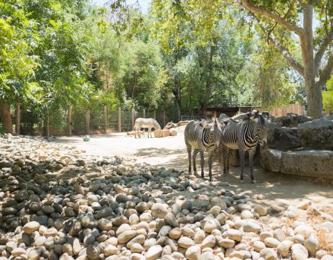 Sacramento Zoo