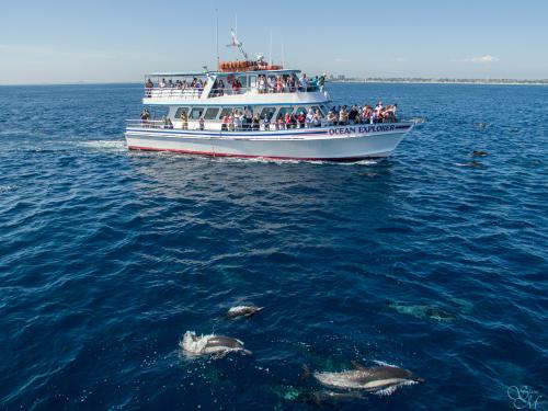 Newport Landing Whale Watching