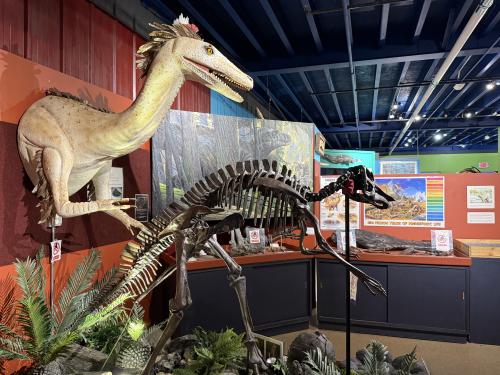 Dinosaur replicas and skeletons at the Alaska Museum of Science and Nature in Anchorage, Alaska.