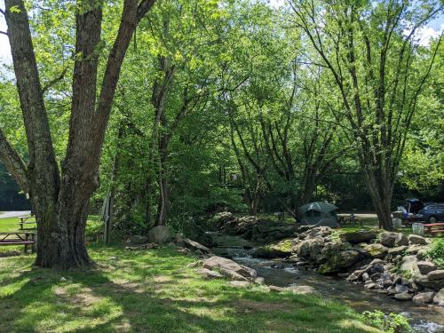 A single tent is set up by a mountain stream with several trees lush with leaves on either side.