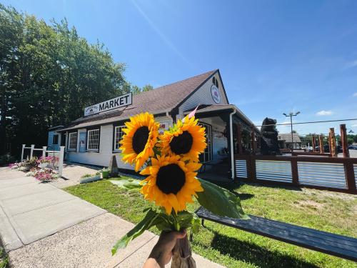 sunflowers