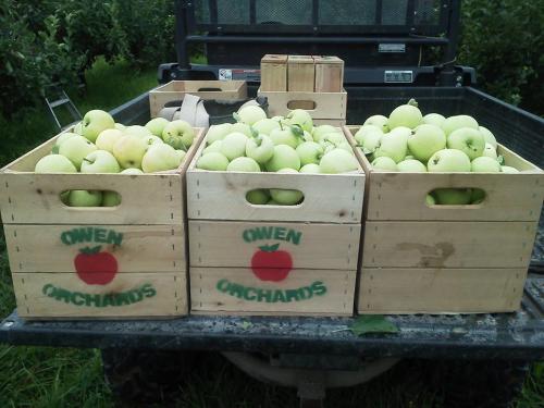 Crates of green apples at Owen Orchard