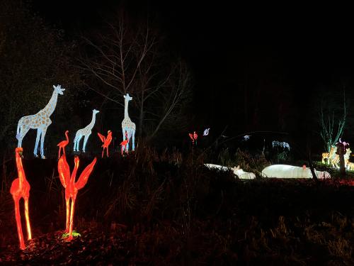 Colchester Zoo: Enchanted Trail of Light Animal Sculptures