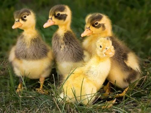 Baby Ancona Ducklings at Aullwood Audobon