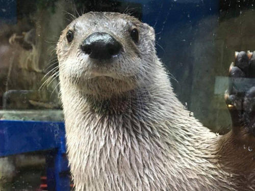 Boonshoft Museum of Discovery otters, Eno and Sikwa