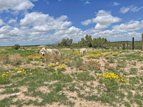 Wolves in the grass at the Wild Animal Sanctuary near Denver, Colorado