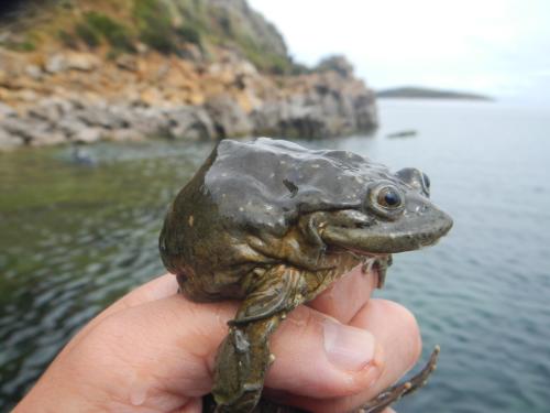 Frog from Lake Titicaca at Denver Zoo