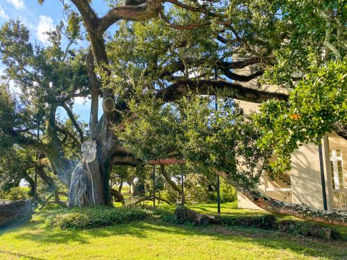 Friendship Oak in Long Beach, MS