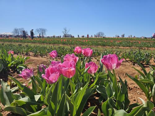 Hubert Family Farms - Tulips