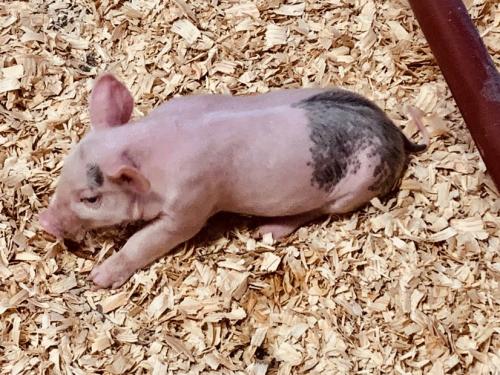 Indiana State Fair baby pig