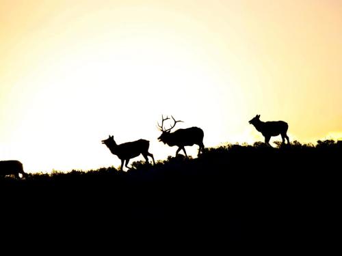 three elk silhouetted