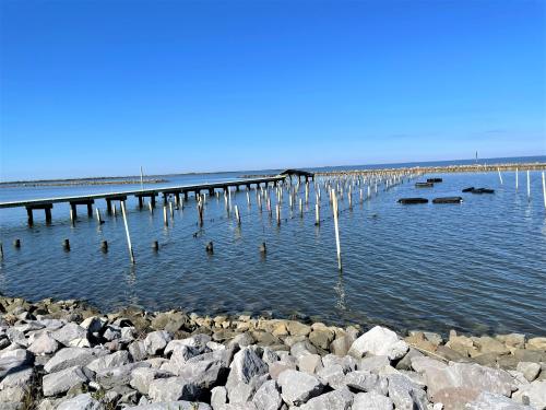 Oyster Hatchery 2