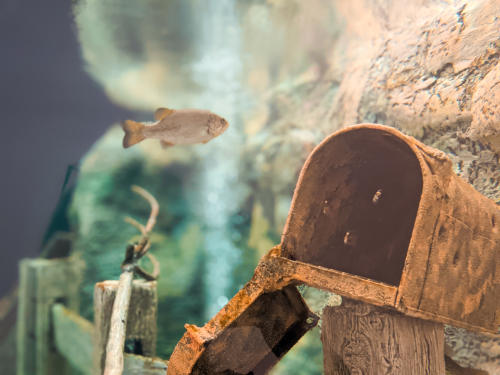 Smallmouth Bass at Quest Center Aquarium