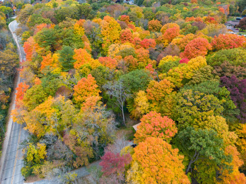 Fall Leaves