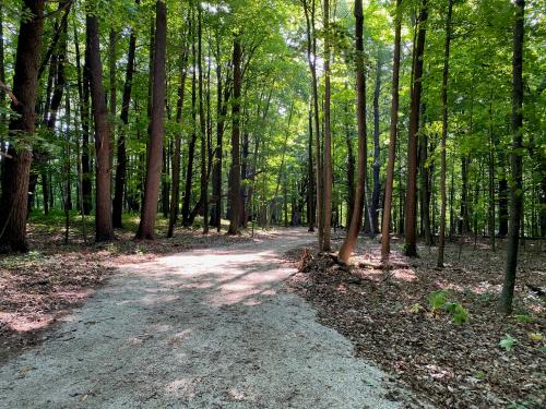 Camp Vits wooded gravel trail