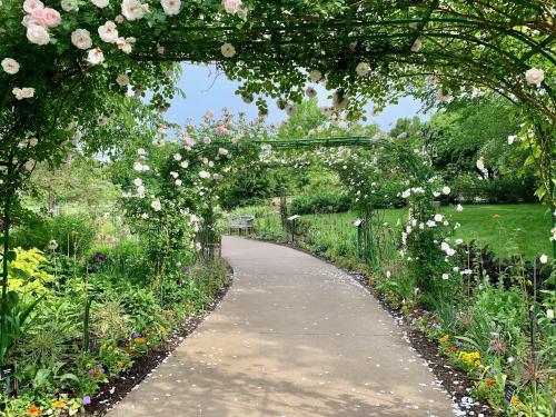 Roses at Arboretum