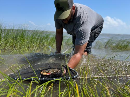 Corey LaBostrie scoops up a Louisiana Blue Crab in Bayou Lacombe