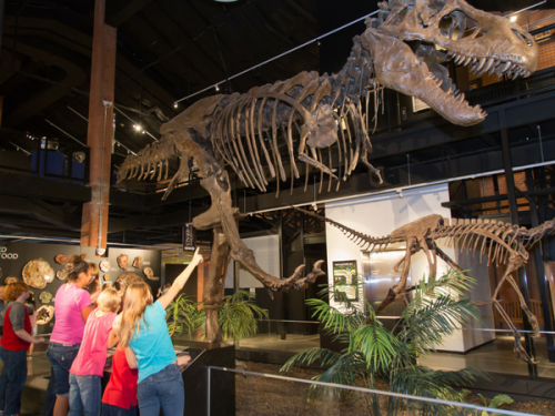 Devil Rex - HMNS at Sugar Land - Sugar Packets Museum Pass