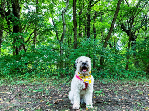 Ross Park with Dog