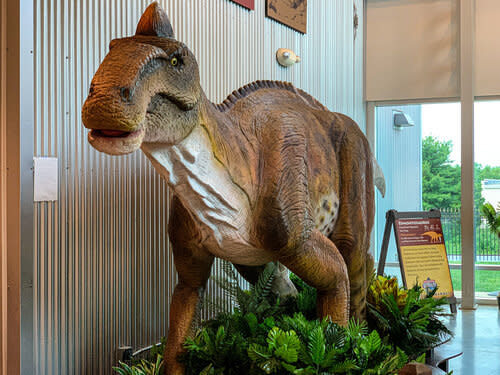 A replica of a dinosaurs sits on display as part of the Expedition: Dinosaur exhibit