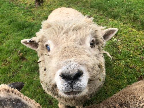 Sheep at K&M Wines