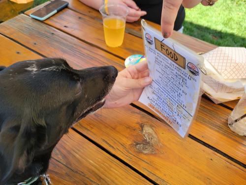 black dog reading menu at picnic table