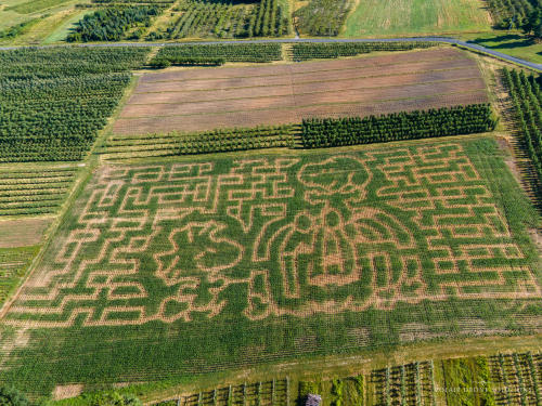 Mt. Airy Orchards 2024 corn maze