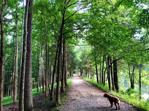 Greenway with Dog