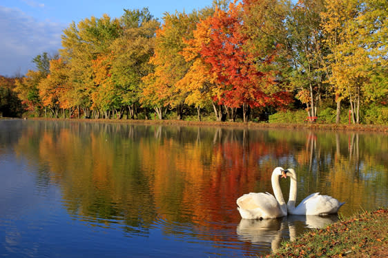 Steve-Pensyl-5 swans fall water