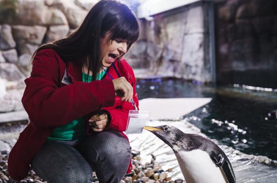 Feeding Penguins at the Loveland Living Planet Aquarium